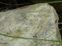 Fossilien im Muschelkalk