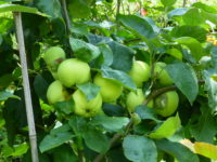 Apfelbaum im Kleingarten