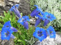 „Ja ja so blau, blau, blau blüht der Enzian, wenn beim Alpenglüh’n wir uns wiederseh’n...“ ( http://www.obi.de/de/pflanzenlexikon/images/stengelloser-enzian.jpg