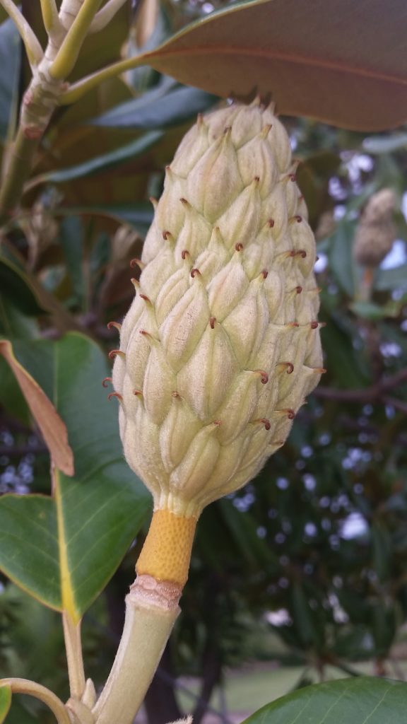 Magnolia grandiflora (unreifer Fruchtstand)FruchtknospeBlüte)