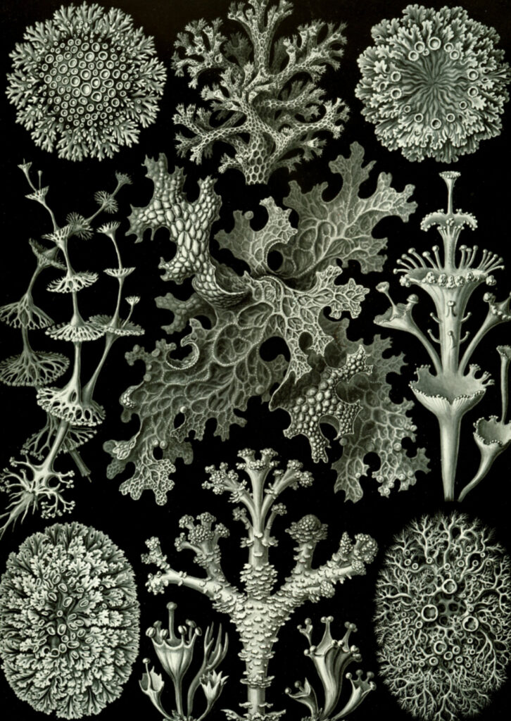 Ernst Haeckel, Kunstformen der Natur, 1904, Tafel 83